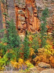 trees and red canyon walls