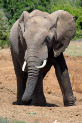 Fototapeta na wymiar Młody słoń
