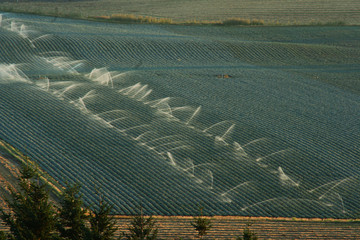 oregon irrigation