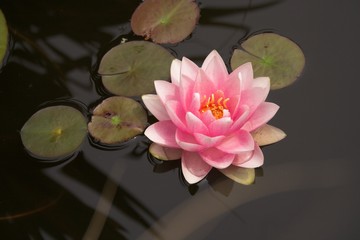water lily