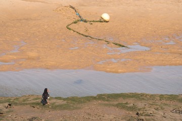 oystercatcher at low tide
