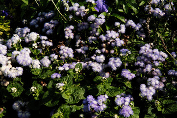 paris, jardin des plantes: flowers