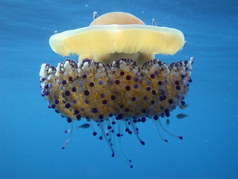 m&eacute;duse oeuf au plat