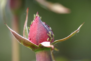 aphids on a rose bud