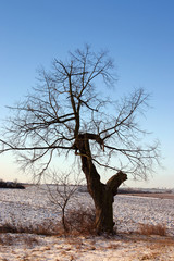 Fototapeta na wymiar alone tree on winter countryside