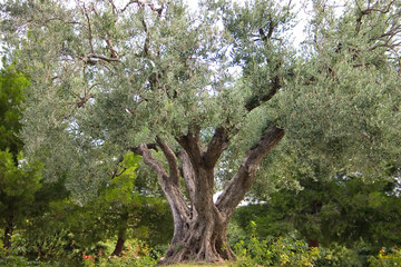 grand old olive tree