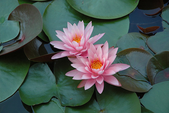 seerose