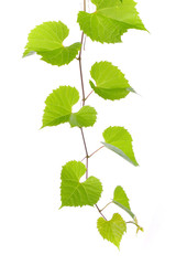 Fototapeta premium green leafs