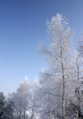 snowy trees