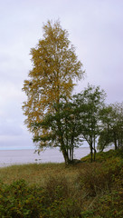 Obraz premium autumn paints