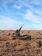 Foto op Aluminium surprise for the flight of geese in Canada when a hunter comes out of his ground blind and raises a shotgun skyward © Guy Sagi