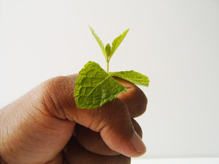 plant in hand