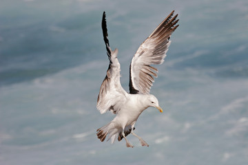 kelp gull