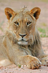lion portrait