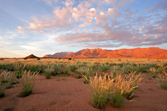 Grassland Landscape