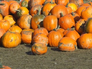 autumn pumpkin harvest