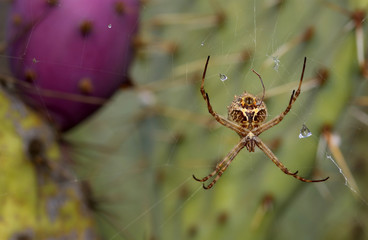 spider