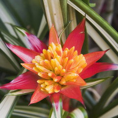 red tropical flower with yellow pistol