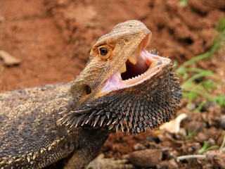 angry bearded dragon