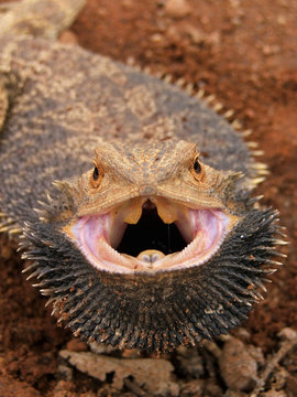 angry bearded dragon