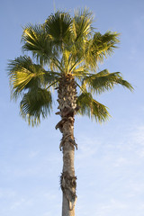 tropical palm tree