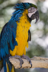 Macaw bird sitting on branch