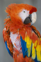 Macaw bird looking at camera