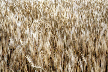a wheat field