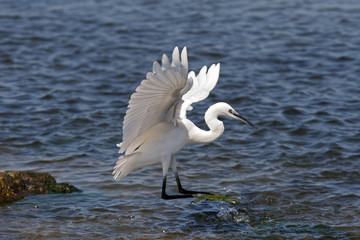 aigrette garzette