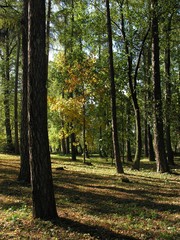 an autumn scenery