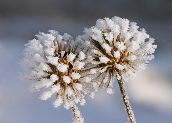 frosty plant