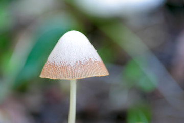 mushroom in the forest