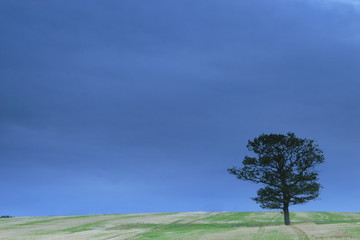 solitary tree