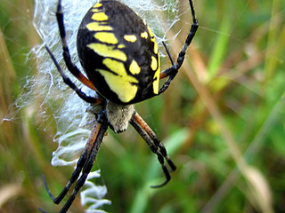 black n yellow spider