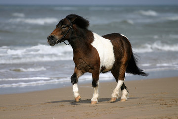 small pony trotting