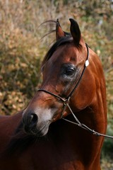 beautiful bay stallion