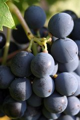 raisin noir