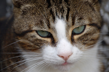 katze nahaufnahme