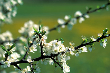 schlehenblüte