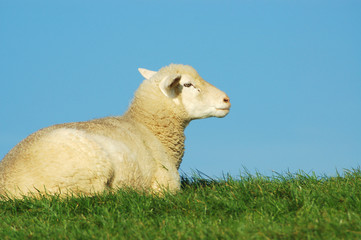 Naklejka na ściany i meble owce na łące