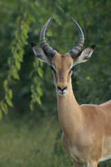 young male impala