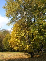 Naklejka premium sunny autumn day in forest