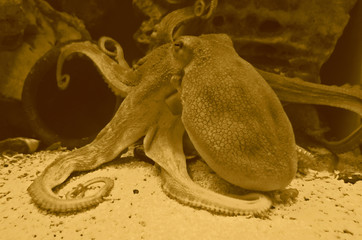 octopus