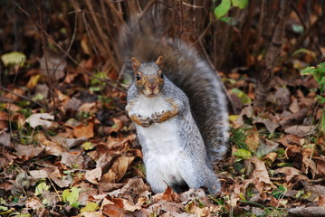 autumn squirrel
