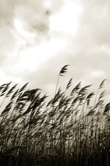 grass against sky in sepia