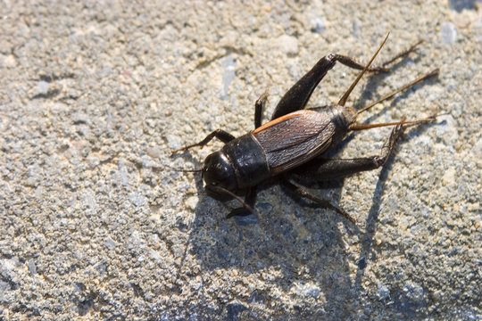 cricket crawling across concrete bricks
