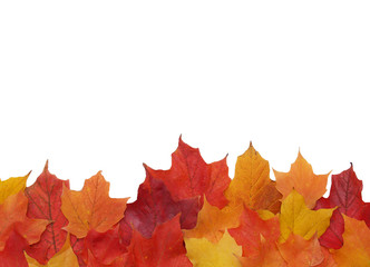 fall leaf border