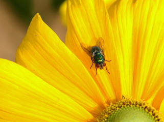 flower fly