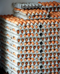 trays of egg