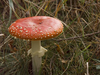 fliegenpilz (amanita muscaria)